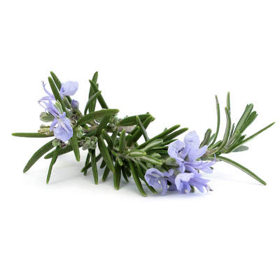 doTERRA Rosemary - 15ml