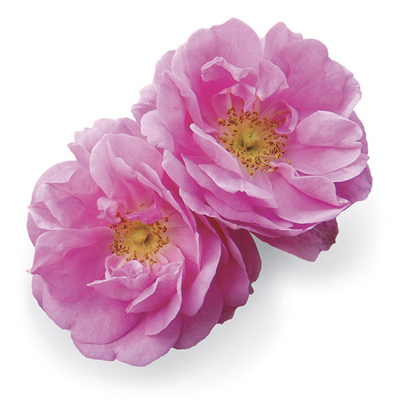 doTERRA Rose Touch